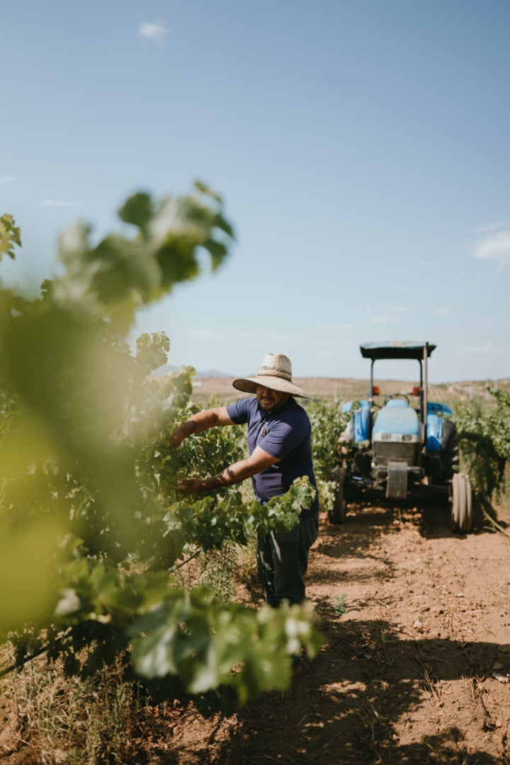 Working the land and preparing for the harvest in Rondo del Valle.